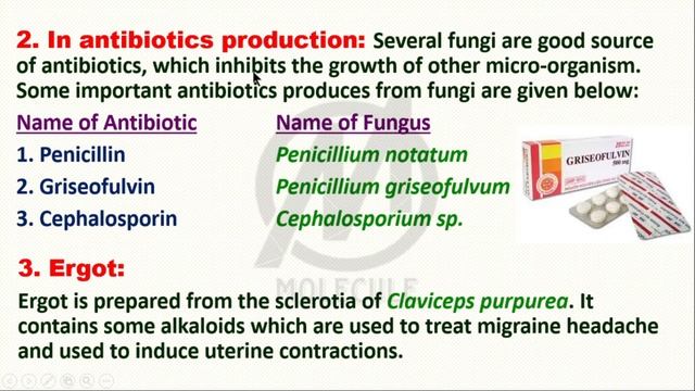 ECONOMIC IMPORTANCE OF FUNGI || B.Sc, NEET, AIIMS, M.Sc Entrance || смотреть онлайн