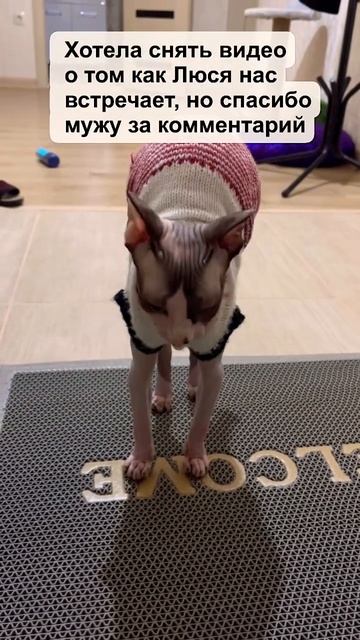 Получилось как получилось 😸 #кошка #cat #сфинкс #shortsvideo смотреть онлайн