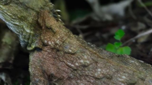 Nuova Zelanda | Un Mondo Isolato смотреть онлайн