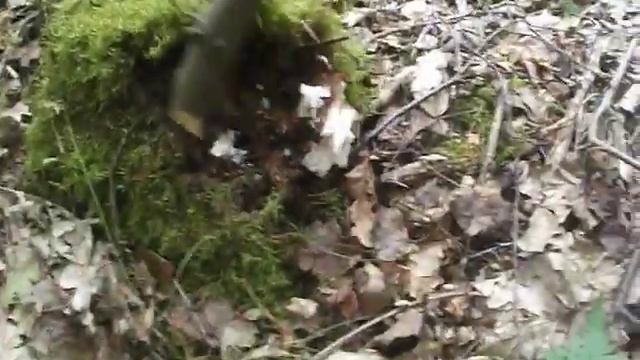 Поход за грибами и Черникой