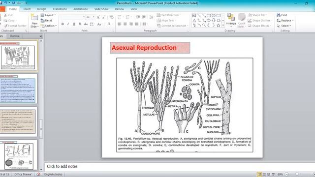 Penicillium - B.Sc. I Yr. I Sem. Botany Syllabus