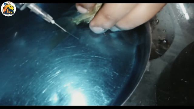 All Fish Diseases | How to Remove Argulus Trilineatus | Argulus Fish Lice | AFL | Fish disease смотреть онлайн