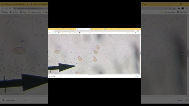 Taxonomy Tuesday 1.25.2022 Pholiota Review