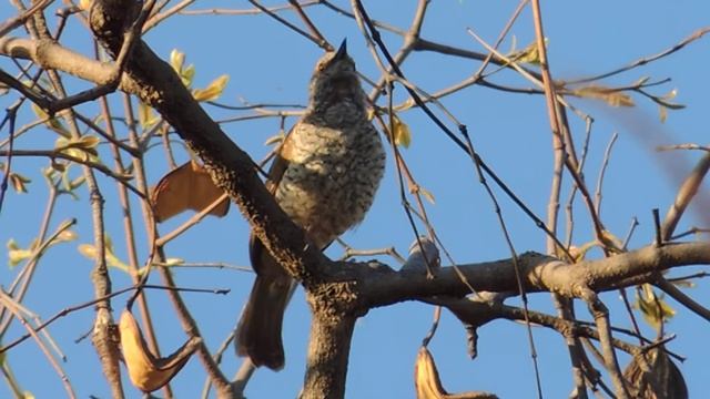 Stierling's Wren-Warbler смотреть онлайн