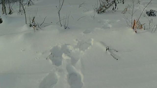 ВТОРОЙ ВЫХОД НА РЫБАЛКУ,РЫБА НЕ БЕРЁТ... смотреть онлайн