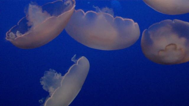 MAH00373.MP4, Moon Jelly, Aurelia Aurita, Monterey Bay Aquarium, Monterey, California, USA смотреть онлайн