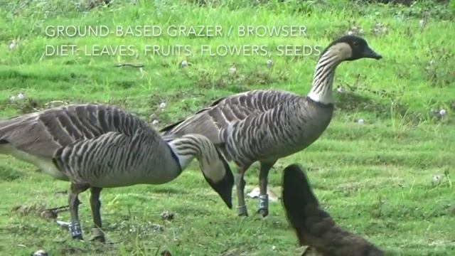 Hawaiian "Nene" Goose смотреть онлайн