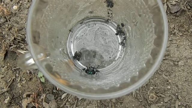 Cup O' Jumping Spider (Phidippus audax) смотреть онлайн