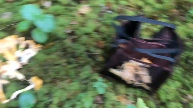 EDIBLE MUSHROOMS FROM THE RAINFOREST 🏞️AND THE CITY 🏙️🍄- fish narc FORAGING VLOG 004 смотреть онлайн