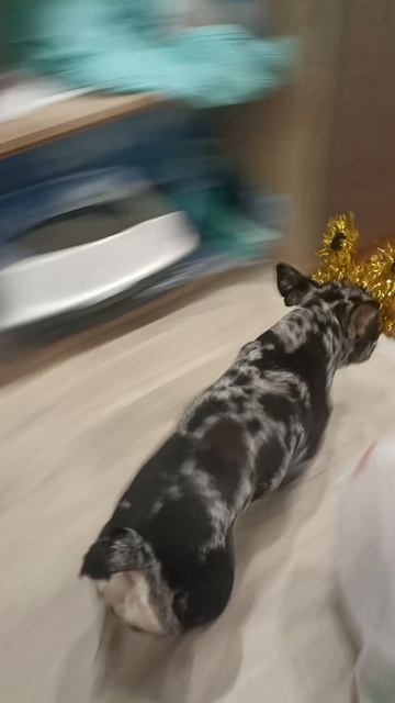 французский бульдог и новый год