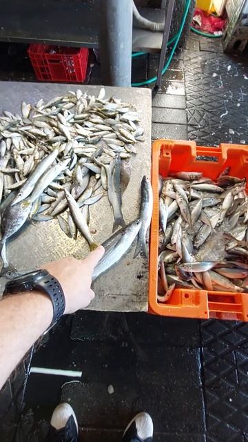 рыба || сколько стоит рыба в порту || креветка || 🦐 #izrail #travel #shorts #израиль #meal #еда смотреть онлайн