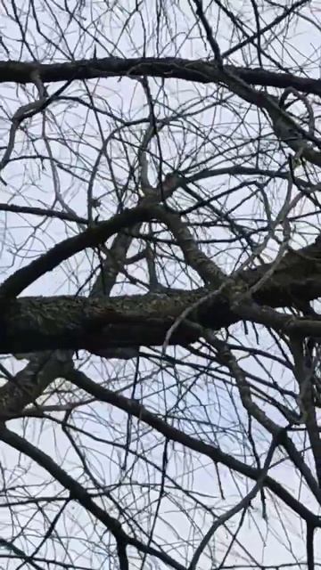 И снова белка смотреть онлайн