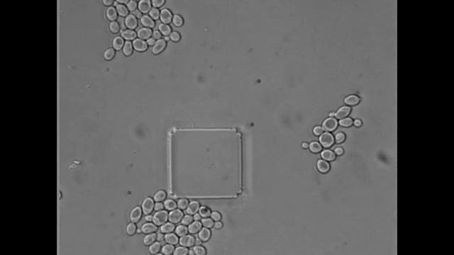 Cell Division Of S. Cerevisiae Over 10 Hours With Continuous Flow In The Y2 Microfluidic Plate.