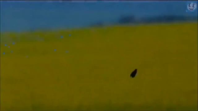 сапсан смотреть онлайн