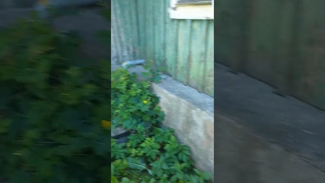 Бездомная кошечка снова пришла покушать. Даже мои "звери"её не выгоняют😿😾😺 смотреть онлайн