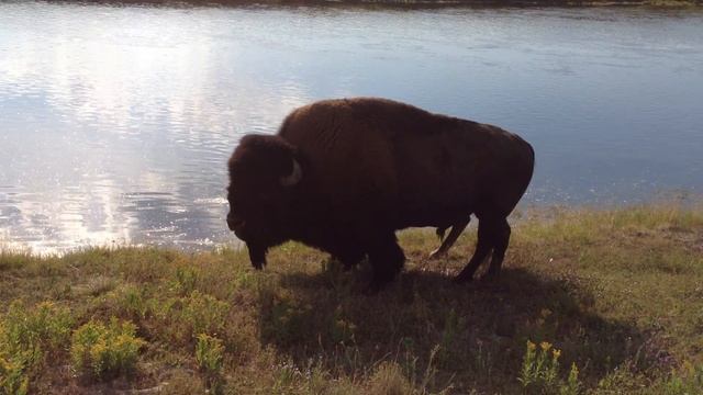 Bison Bellow смотреть онлайн