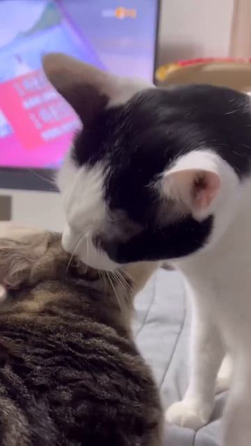 고양이 테라피 (Cat therapy) #shorts #냥생냥사 смотреть онлайн