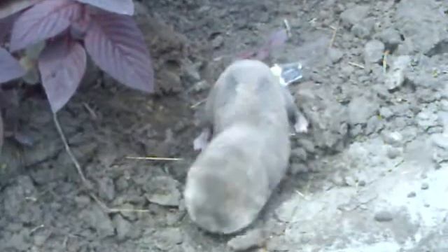 Шахтер смотреть онлайн