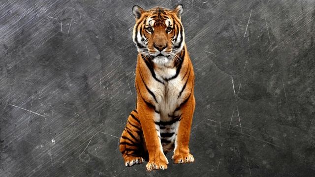 Tushda Yo'lbars Ko'rish Tabiri