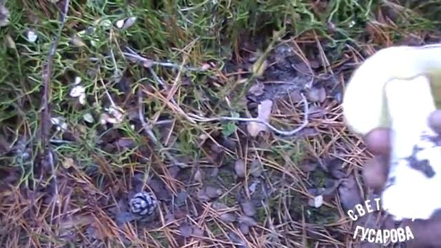 #За белыми# лес#