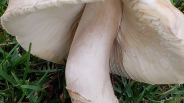 Грибы, рыба, грибы смотреть онлайн