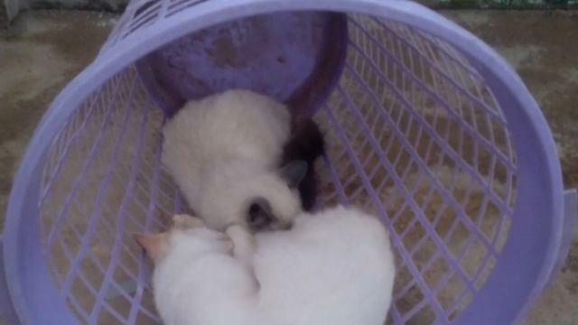 Esporotricose-Em-Gatos:-Saiba-Tudo-Sobre-Essa-Infeção-Fúngica