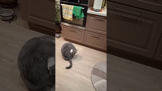 Котик любит ❤💛💙 ласку....!!! смотреть онлайн