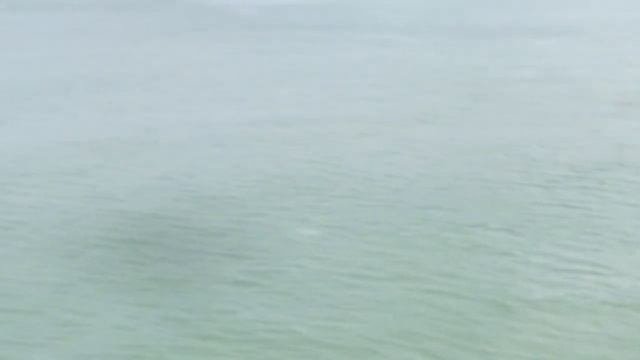 Pink dolphin / โลมาสีชมพู / ท่าเรือดอนสัก สมุย / Samui Thailand смотреть онлайн