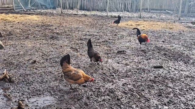 ЧУТЬ НЕСТАЛОСЯ БІДИ! ХАРАКТЕР БЕНТАМОК. МОЇ СПОСТЕРЕЖЕННЯ ЗА НИМИ. ОСОБЛИВІСТІ ПОРОДИ смотреть онлайн
