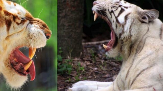 TIGERS For Kids- Educational READ ALOUD for Children смотреть онлайн