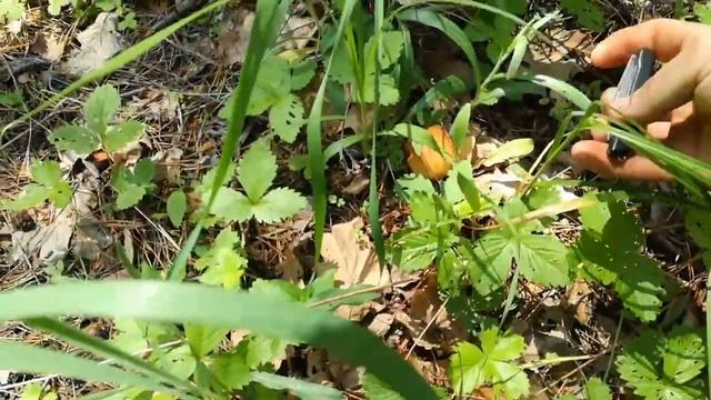 Часть 1-ая (ГРИБЫ)