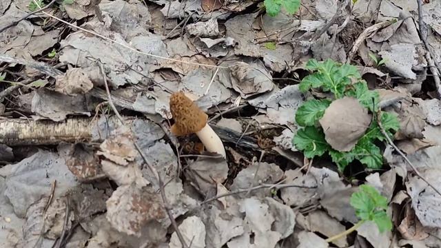 Грибы смотреть онлайн