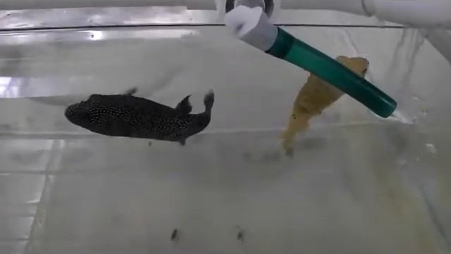 Golden puffer pair смотреть онлайн