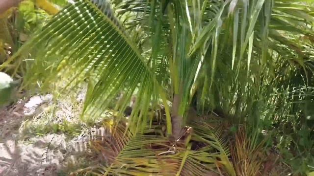 เยี่ยมชมสวนเศรษฐกิจพอเพียง นายสงวน แก่นจันทร์ смотреть онлайн