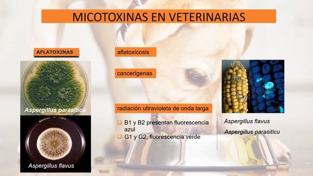 AFLATOXINAS 1 смотреть онлайн