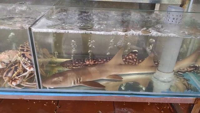 Вьетнам Нячанг мурены смотреть онлайн