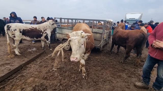 20-МАРТ/ҚАНЛЫКОЛ МАЛ БАЗАРЫ/СКОТНЫЙ РЫНОК/BUQALAR/BIG BULLS IN THE WORLD/BIG COW смотреть онлайн