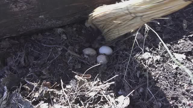Обнаружил 3 яйца дикой утки на своём участке смотреть онлайн