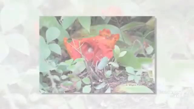 Hypocreaceae - Fungi Kingdom