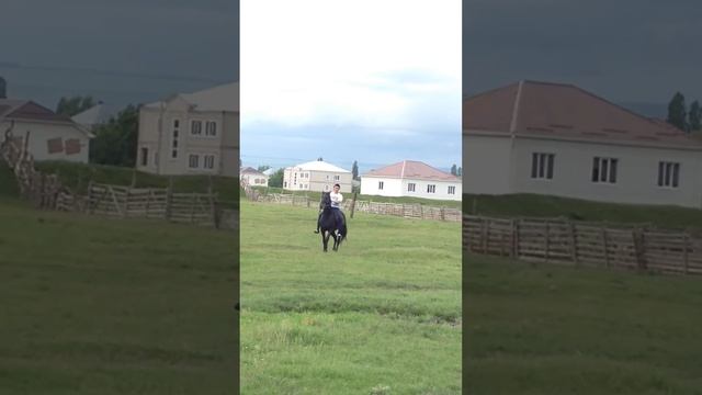 Жеребец Карачаевской породы Габар смотреть онлайн
