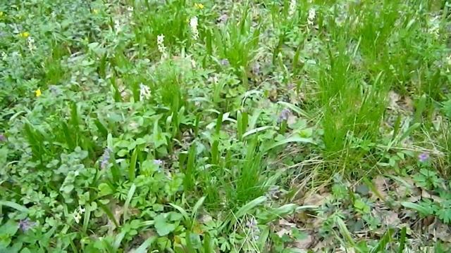 Находки в весеннем лесу. Digging in the spring forest. смотреть онлайн