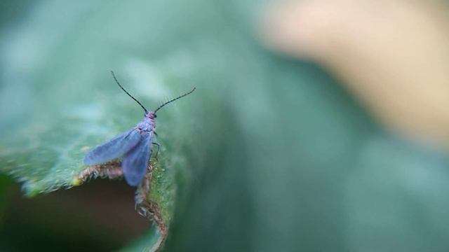 Macho de cochinilla acanalada (Icerya purchasi). смотреть онлайн