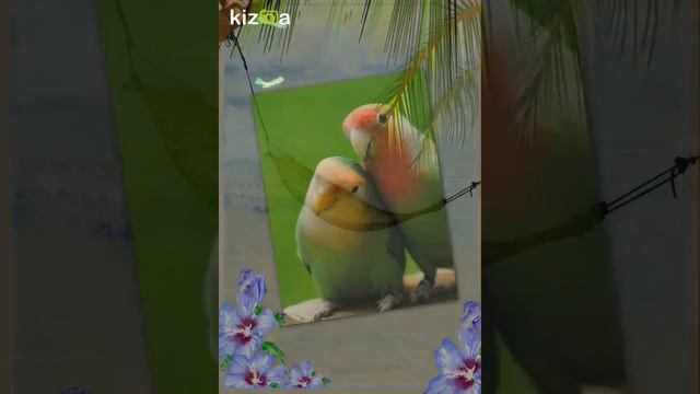 Неразлучники Попугаи смотреть онлайн