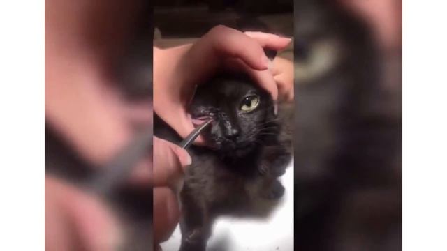 Removing A Cuterebra From Inside A Kitten's Eye смотреть онлайн