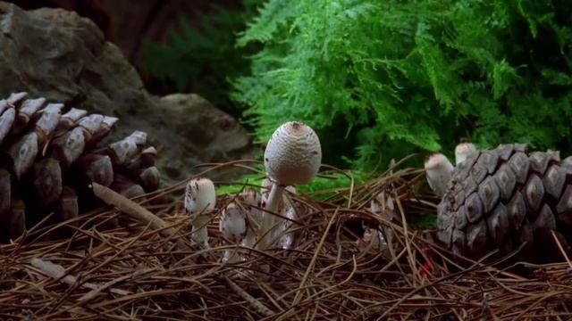 Fantastic Fungi