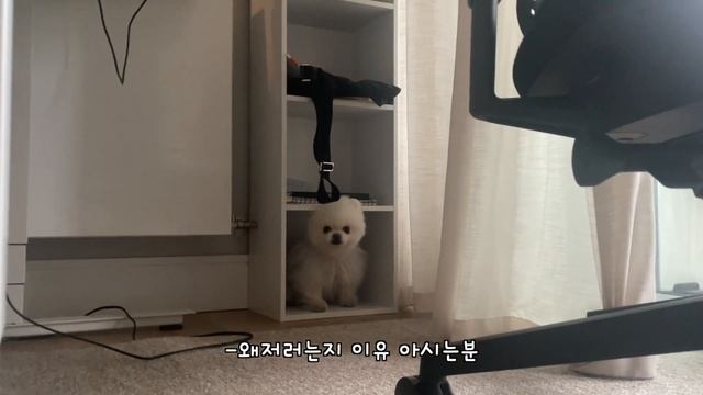 강아지 탈을 쓴 고양이 포메는 싸가지 없지만 귀여워 смотреть онлайн