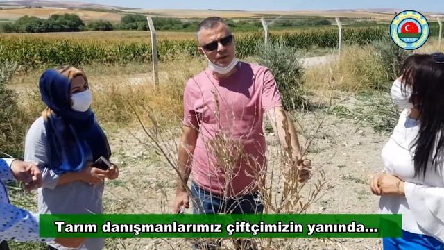 Şanlıurfa Haliliye Ziraat Odası Tarım Danışmanlarımız çiftçilerimizin yanında... смотреть онлайн