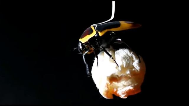 Rose beetle (Pachnoda marginata peregrina) crawling-study смотреть онлайн
