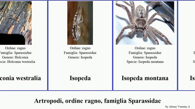 Artropodi, ordine ragno, famiglia Sparassidae holconia montana cortina arthropoda villosa insignis смотреть онлайн