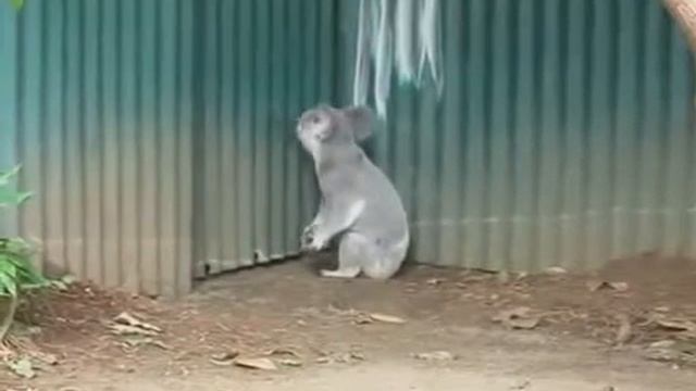 забавная коала смотреть онлайн